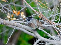 Tufted tit-tyrann